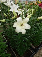 [5070 Litouwen No01.JPG]